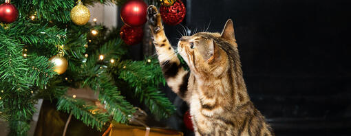 Cat chewing on fake christmas tree hotsell